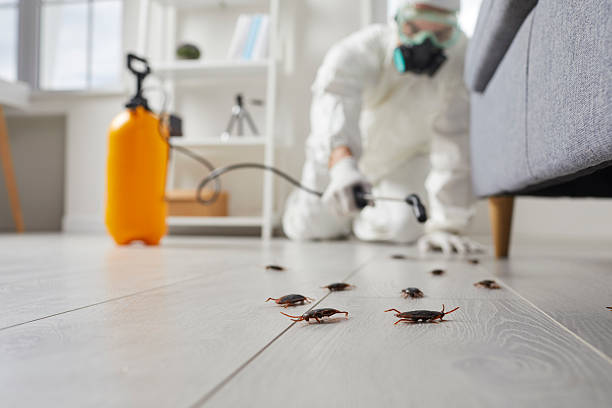 Post-Treatment Bed Bug Interceptor Monitoring in Napili-Honokowai